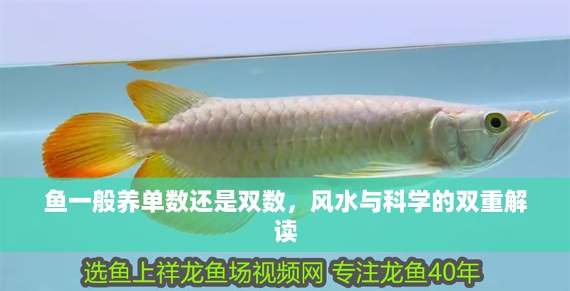 魚一般養(yǎng)單數(shù)還是雙數(shù)，風(fēng)水與科學(xué)的雙重解讀