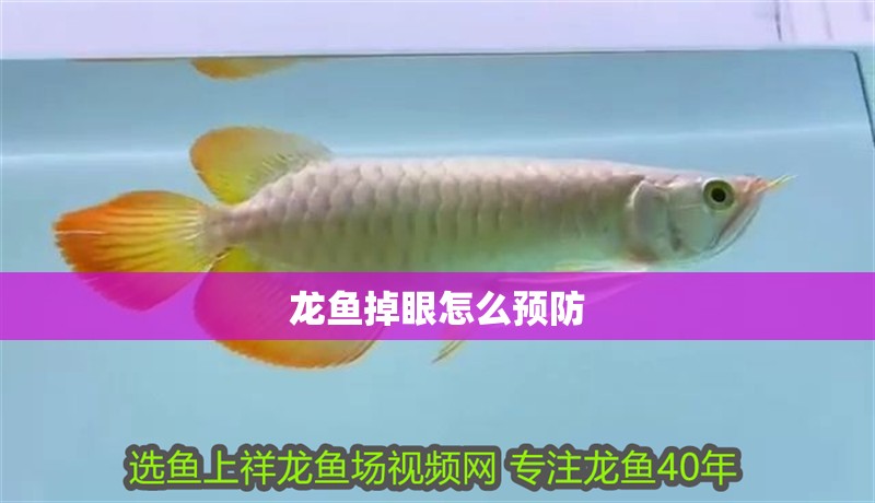 龍魚掉眼怎么預防