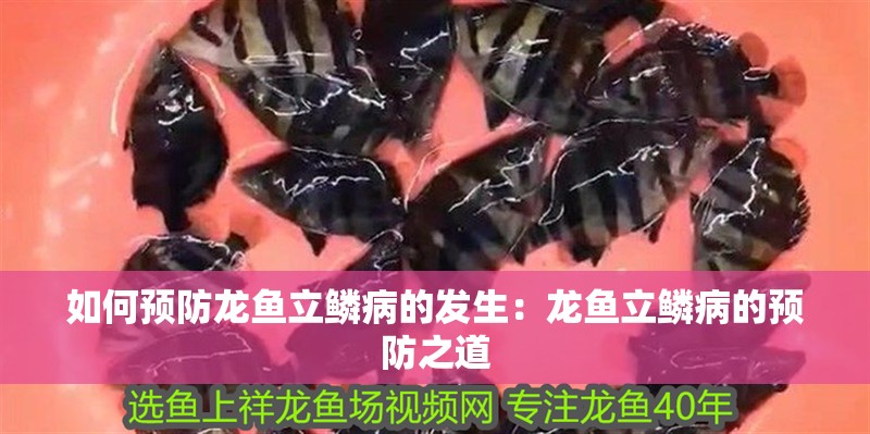 如何預防龍魚立鱗病的發生：龍魚立鱗病的預防之道