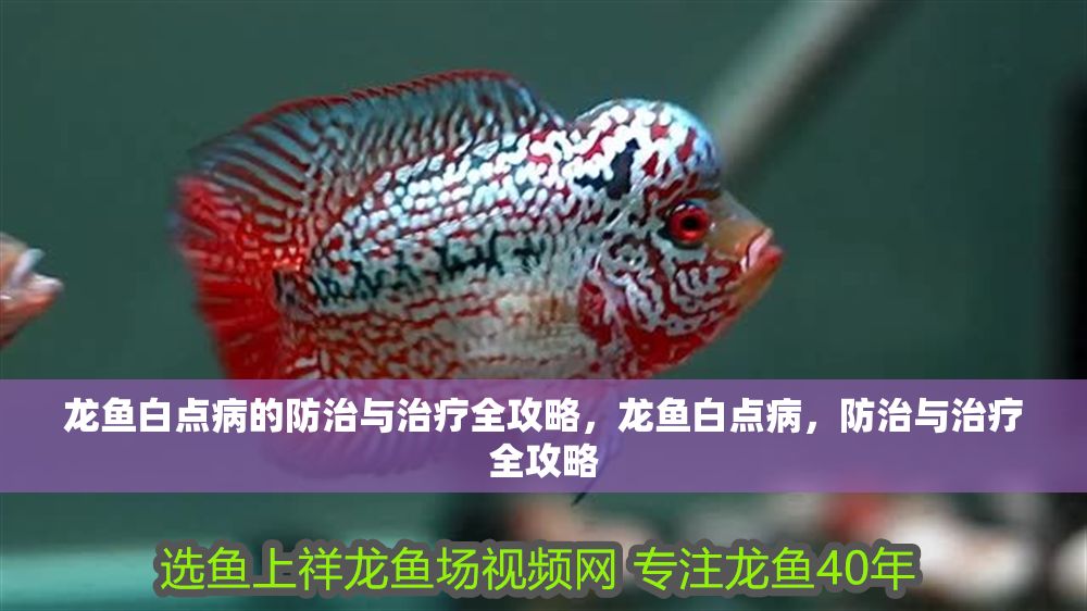 龍魚白點(diǎn)病的防治與治療全攻略，龍魚白點(diǎn)病，防治與治療全攻略