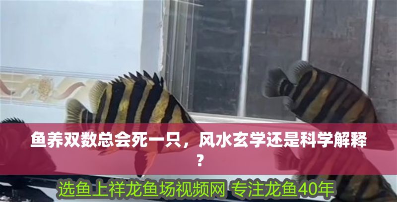 魚養(yǎng)雙數(shù)總會死一只，風水玄學還是科學解釋？