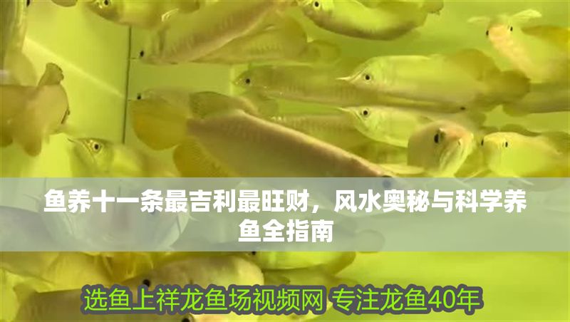 魚養十一條最吉利最旺財，風水奧秘與科學養魚全指南
