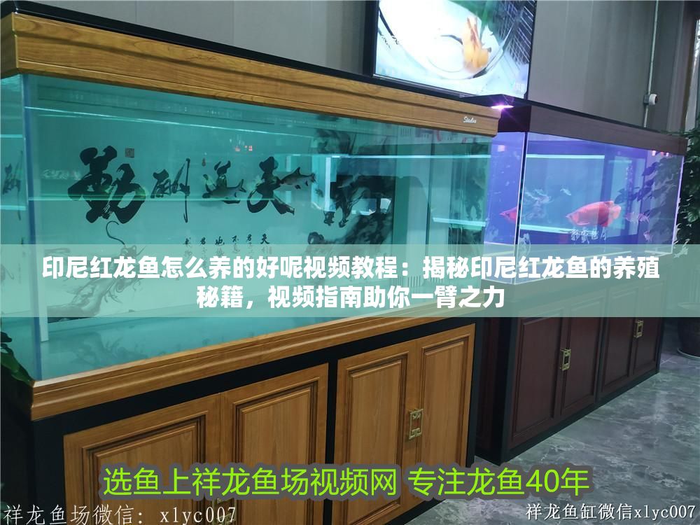 印尼紅龍魚怎么養的好呢視頻教程：揭秘印尼紅龍魚的養殖秘籍，視頻指南助你一臂之力