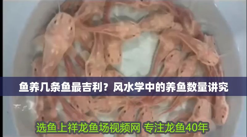 魚養(yǎng)幾條魚最吉利？風(fēng)水學(xué)中的養(yǎng)魚數(shù)量講究