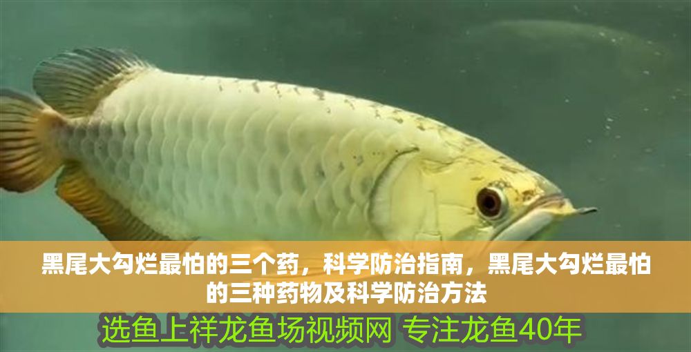 黑尾大勾爛最怕的三個藥，科學防治指南，黑尾大勾爛最怕的三種藥物及科學防治方法