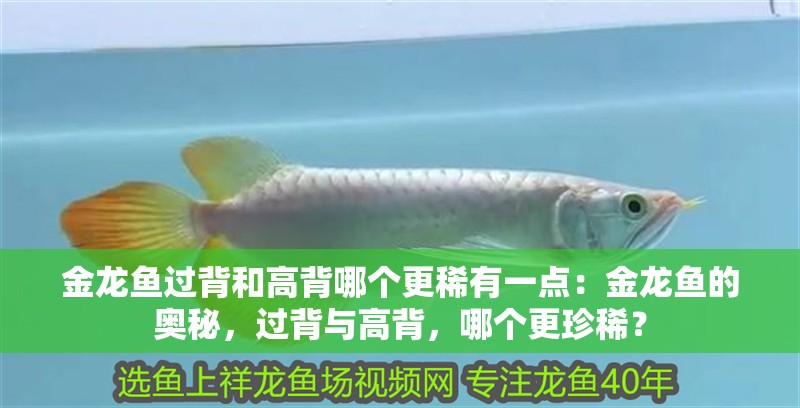金龍魚過背和高背哪個更稀有一點：金龍魚的奧秘，過背與高背，哪個更珍稀？
