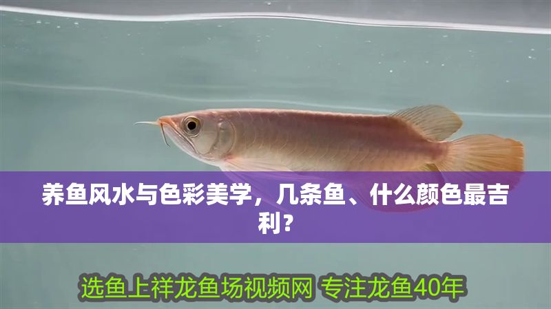 養魚風水與色彩美學，幾條魚、什么顏色最吉利？