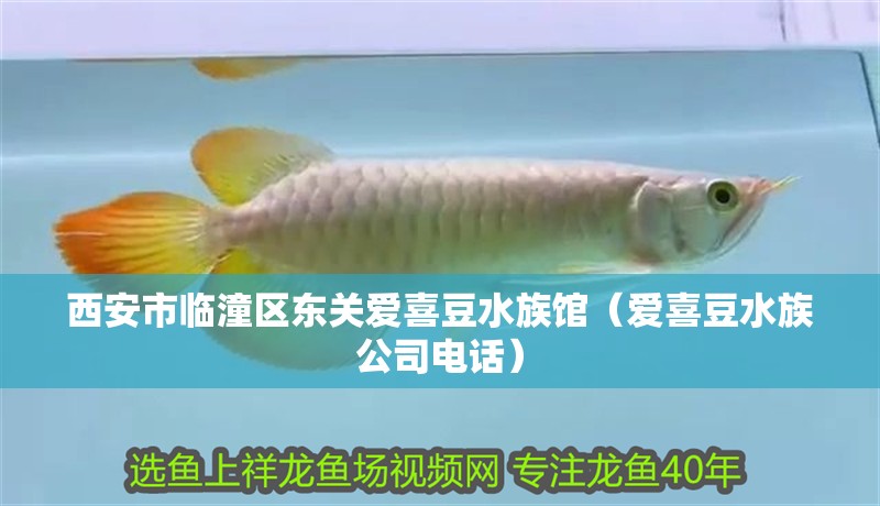 西安市臨潼區東關愛喜豆水族館（愛喜豆水族公司電話）