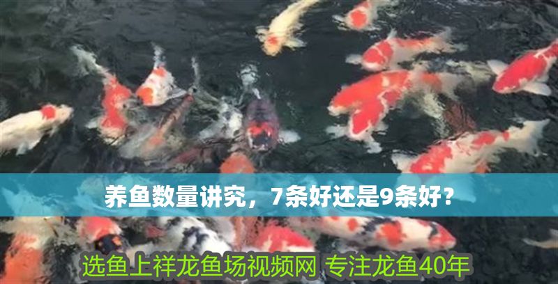 養魚數量講究，7條好還是9條好？