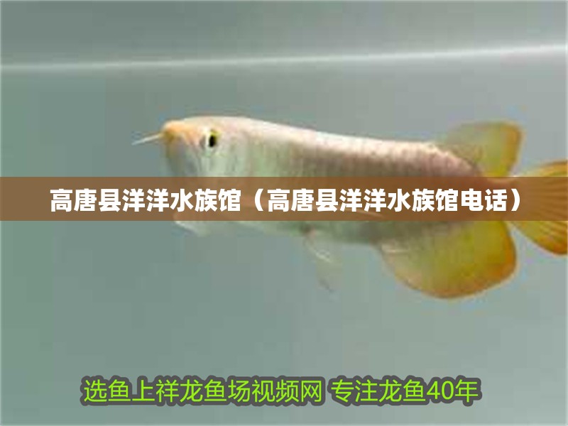 <strong><mark>高唐</mark></strong>縣洋洋水族館（<strong><mark>高唐</mark></strong>縣洋洋水族館電話）