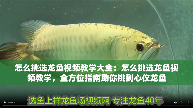 怎么挑選龍魚視頻教學大全：怎么挑選龍魚視頻教學，全方位指南助你挑到心儀龍魚