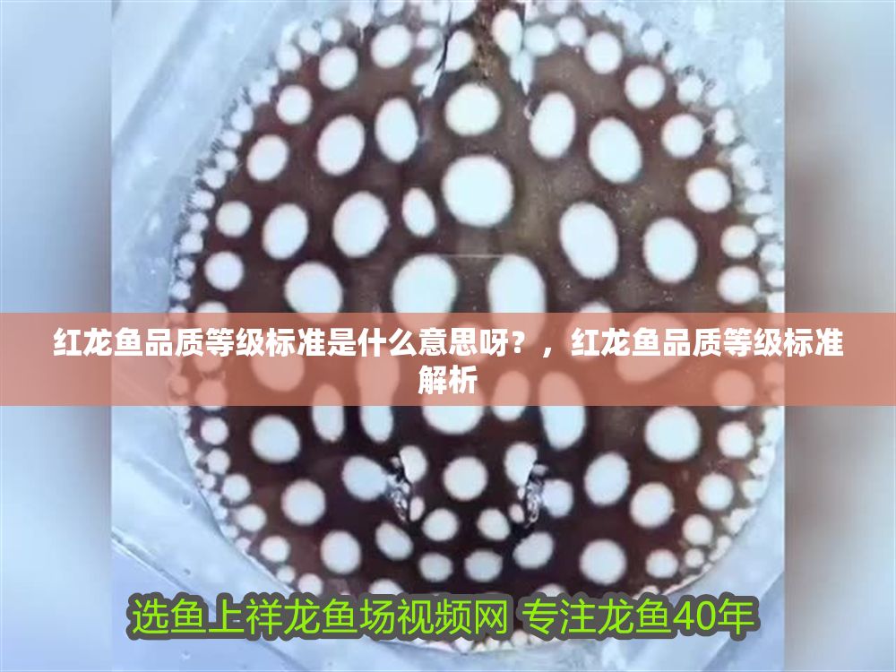 紅龍魚品質等級標準是什么意思呀？，紅龍魚品質等級標準解析