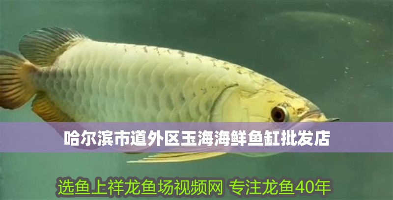 哈爾濱市道外區(qū)玉海海鮮魚(yú)缸批發(fā)店