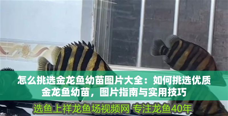 怎么挑選金龍魚幼苗圖片大全：如何挑選優質金龍魚幼苗，圖片指南與實用技巧