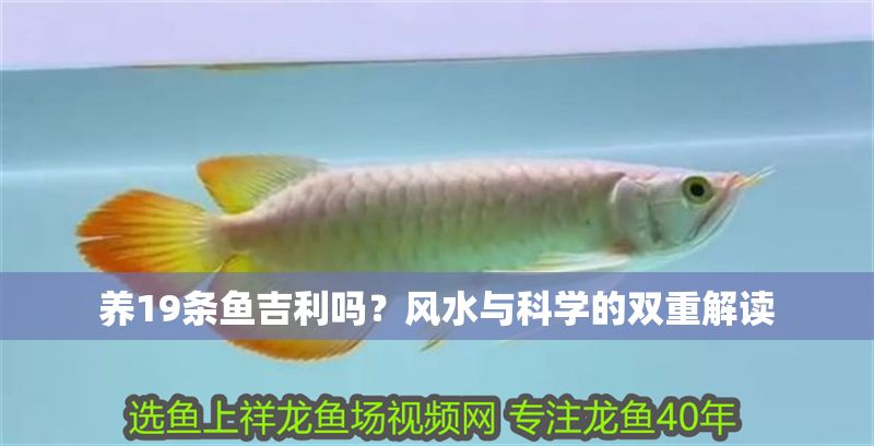 養19條魚吉利嗎？風水與科學的雙重解讀