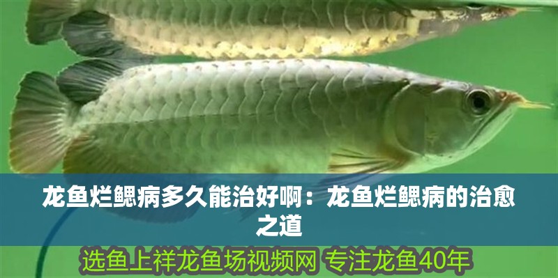 龍魚爛鰓病多久能治好啊：龍魚爛鰓病的治愈之道
