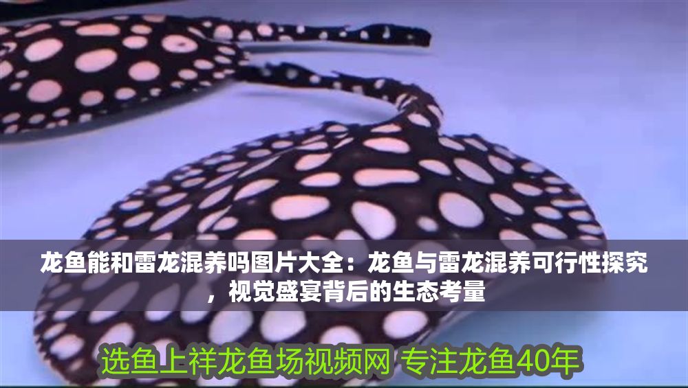 龍魚能和雷龍混養嗎圖片大全：龍魚與雷龍混養可行性探究，視覺盛宴背后的生態考量