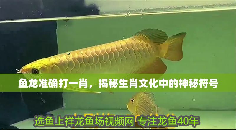 魚龍準確打一肖，揭秘生肖文化中的神秘符號