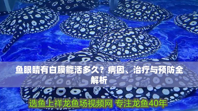 魚眼睛有白膜能活多久?病因、治療與預防全解析 龍魚百科 第1張 魚眼睛有白膜能活多久?病因、治療與預防全解析 魚眼睛有白膜能活多久?病因、治療與預防全解析 龍魚百科 第1張