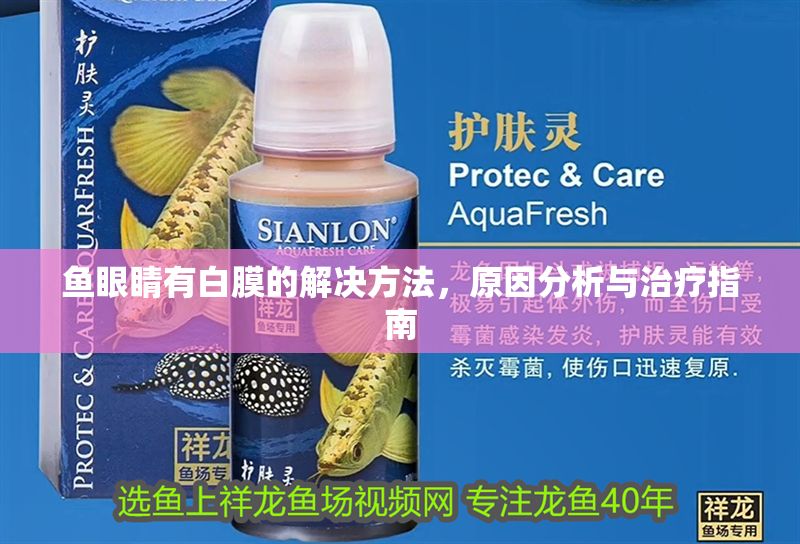 魚眼睛有白膜的解決方法，原因分析與治療指南