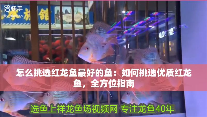 怎么挑選紅龍魚(yú)最好的魚(yú)：如何挑選優(yōu)質(zhì)紅龍魚(yú)，全方位指南