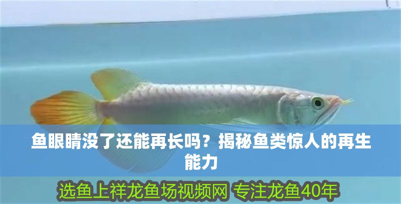 魚眼睛沒了還能再長嗎？揭秘魚類驚人的再生能力 魚眼睛沒了還能再長嗎？揭秘魚類驚人的再生能力 龍魚百科 第1張