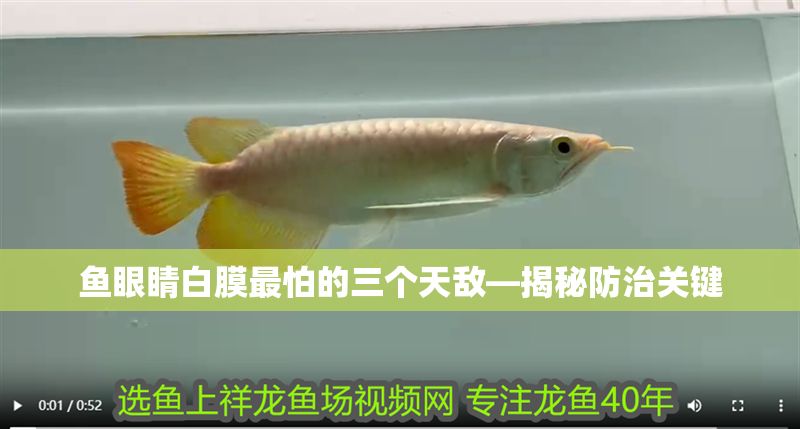 魚眼睛白膜最怕的三個天敵—揭秘防治關鍵