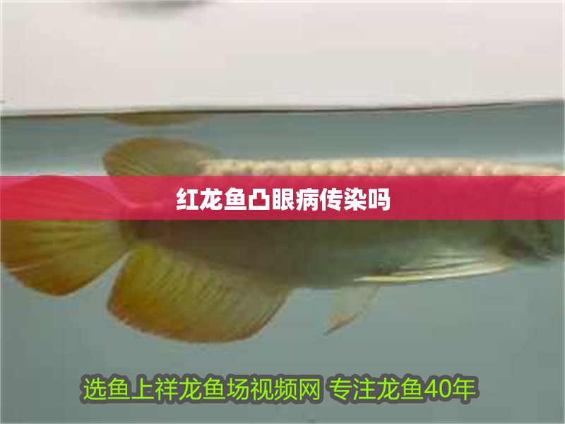 紅龍魚(yú)凸眼病傳染嗎