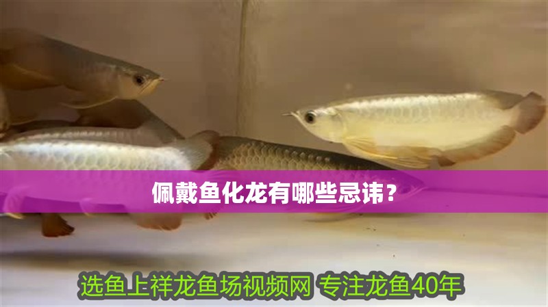 佩戴魚化龍有哪些忌諱？