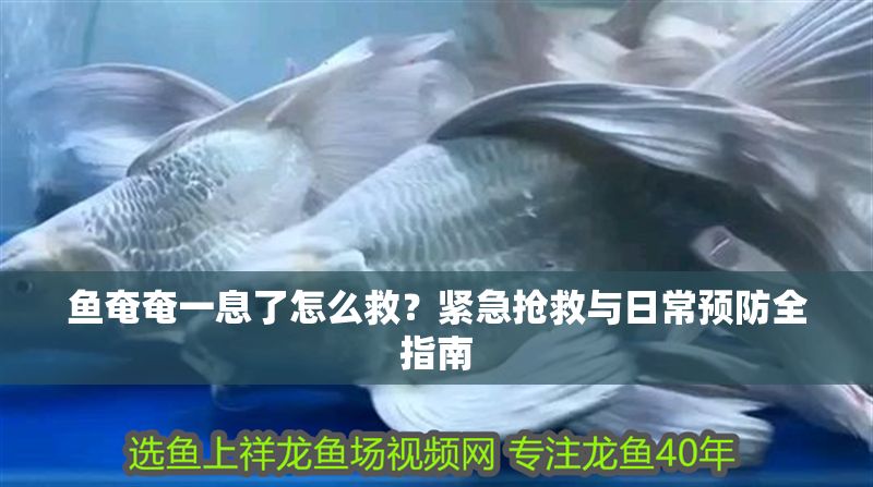 魚(yú)奄奄一息了怎么救？緊急搶救與日常預(yù)防全指南