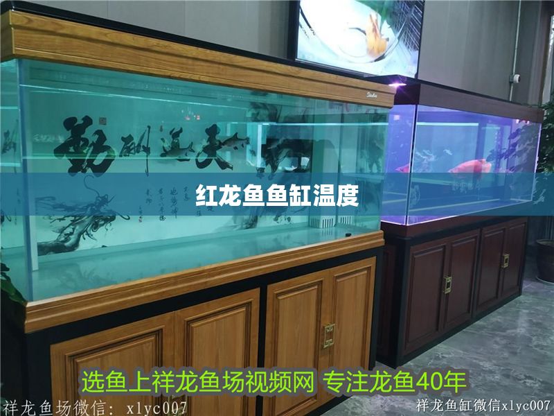 紅龍魚魚缸溫度