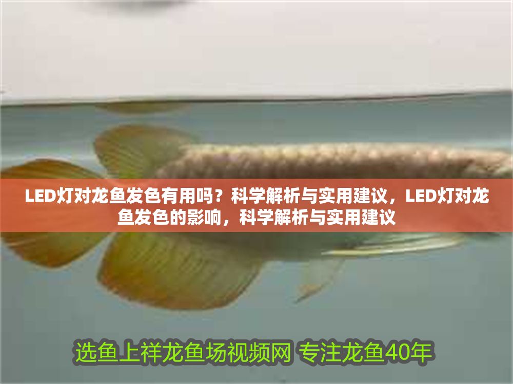 LED燈對龍魚發色有用嗎？科學解析與實用建議，LED燈對龍魚發色的影響，科學解析與實用建議