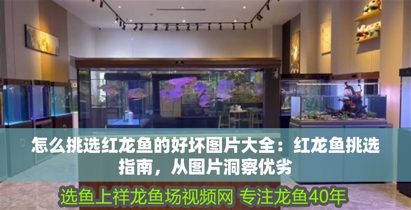 怎么挑選紅龍魚(yú)的好壞圖片大全：紅龍魚(yú)挑選指南，從圖片洞察優(yōu)劣