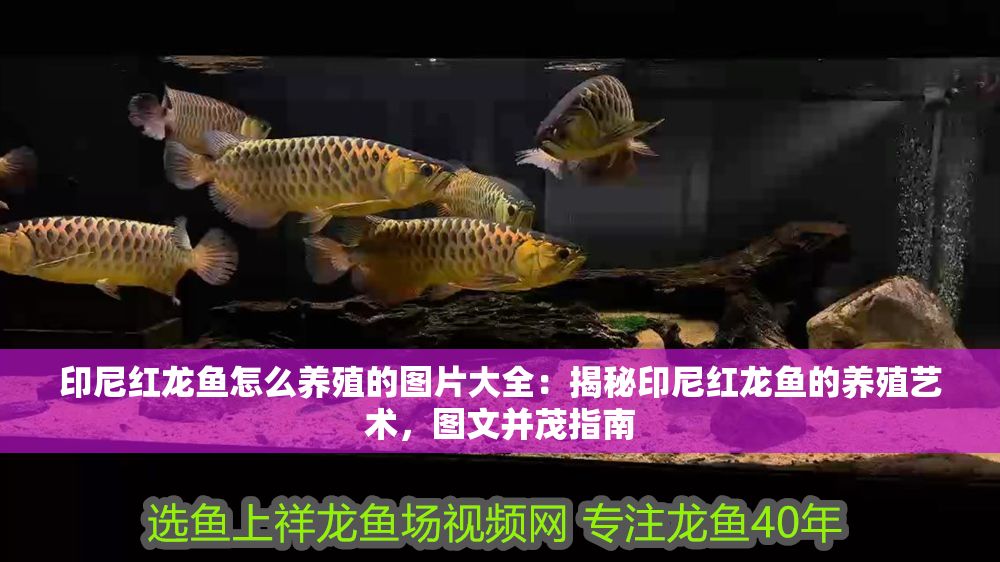 印尼紅龍魚怎么養(yǎng)殖的圖片大全：揭秘印尼紅龍魚的養(yǎng)殖藝術(shù)，圖文并茂指南