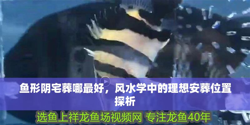 魚形陰宅葬哪最好，風水學中的理想安葬位置探析