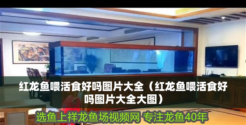 紅龍魚喂活食好嗎圖片大全（紅龍魚喂活食好嗎圖片大全大圖）