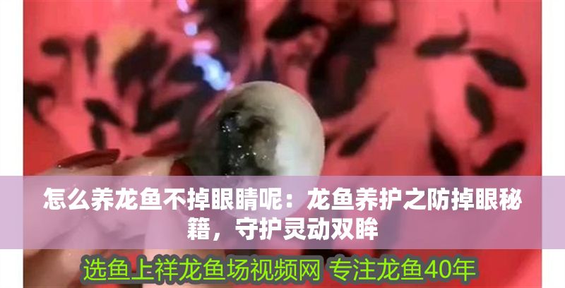 怎么養龍魚不掉眼睛呢：龍魚養護之防掉眼秘籍，守護靈動雙眸 怎么養龍魚不掉眼睛呢：龍魚養護之防掉眼秘籍，守護靈動雙眸 龍魚百科 第1張