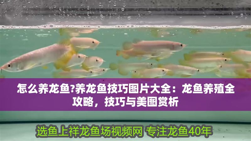 怎么養(yǎng)龍魚?養(yǎng)龍魚技巧圖片大全：龍魚養(yǎng)殖全攻略，技巧與美圖賞析