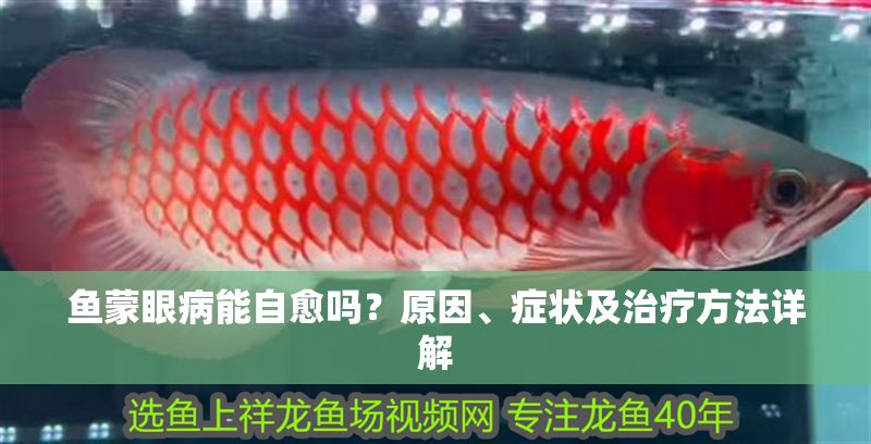 魚蒙眼病能自愈嗎？原因、癥狀及治療方法詳解