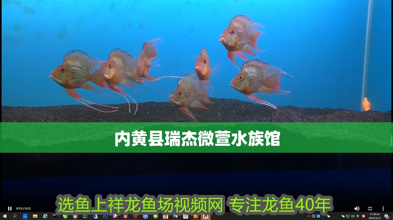 內黃縣瑞杰微萱水族館