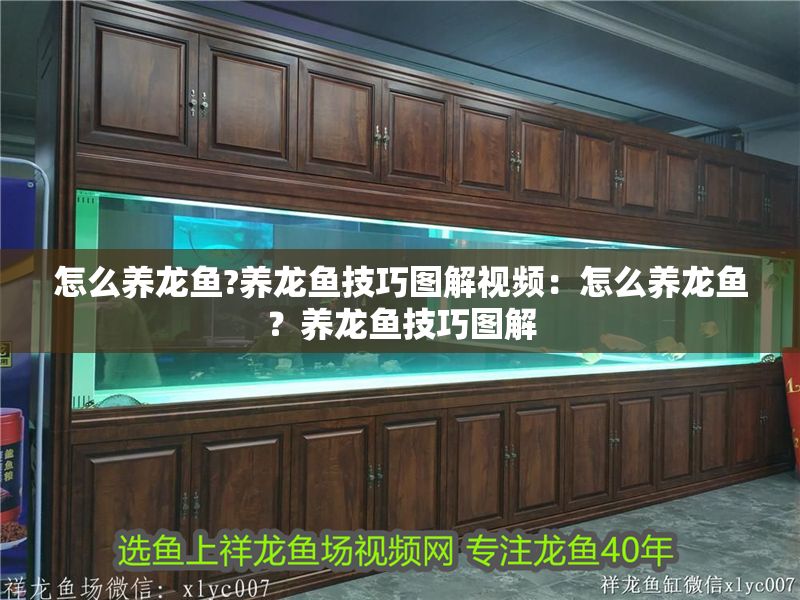 怎么養龍魚?養龍魚技巧圖解視頻：怎么養龍魚？養龍魚技巧圖解