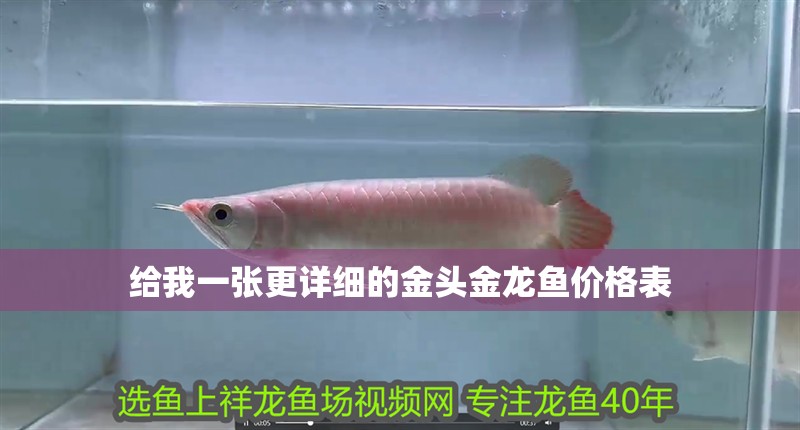 給我一張更詳細的金頭金龍魚價格表