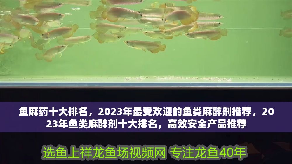 魚麻藥十大排名，2023年最受歡迎的魚類麻醉劑推薦，2023年魚類麻醉劑十大排名，高效安全產(chǎn)品推薦