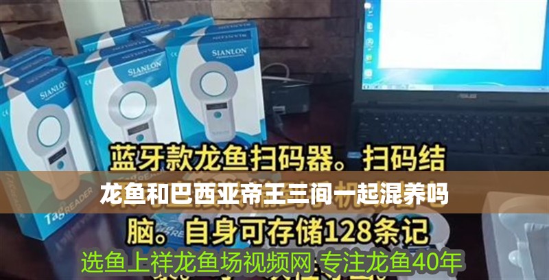 龍魚和巴西亞帝王三間一起混養嗎