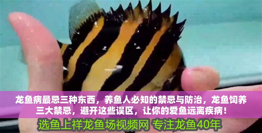 龍魚病最忌三種東西，養(yǎng)魚人必知的禁忌與防治，龍魚飼養(yǎng)三大禁忌，避開這些誤區(qū)，讓你的愛魚遠(yuǎn)離疾病！