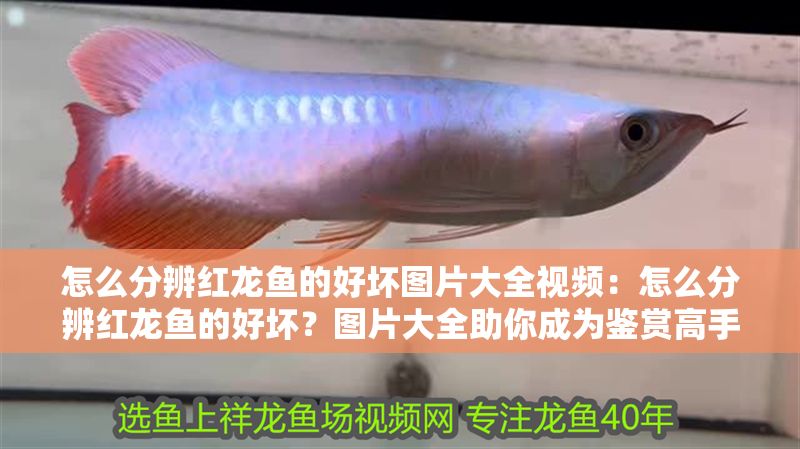 怎么分辨紅龍魚的好壞圖片大全視頻：怎么分辨紅龍魚的好壞？圖片大全助你成為鑒賞高手