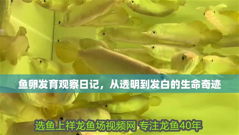 魚卵發育觀察日記，從透明到發白的生命奇跡