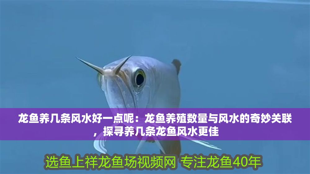 龍魚養幾條風水好一點呢：龍魚養殖數量與風水的奇妙關聯，探尋養幾條龍魚風水更佳