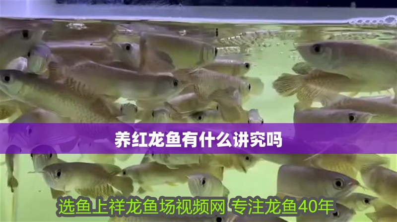 養紅龍魚有什么講究嗎
