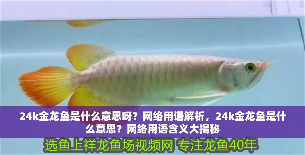 24k金龍魚是什么意思呀？網絡用語解析，24k金龍魚是什么意思？網絡用語含義大揭秘